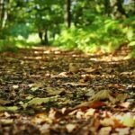 Backwoods Trophy Outfitters