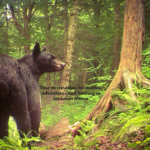 Cedar Ridge Outfitters