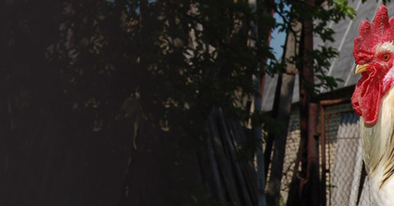 DOMINANT-GENETIKA-s.r.o__65082-2