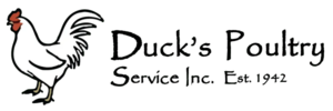 Ducks-Poultry-Service__65426-2