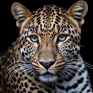 Ingwe-Safaris__70513-2