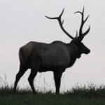 Keystone Elk Country Alliance