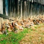 Long Creek Outfitters