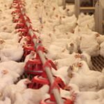 University of Georgia