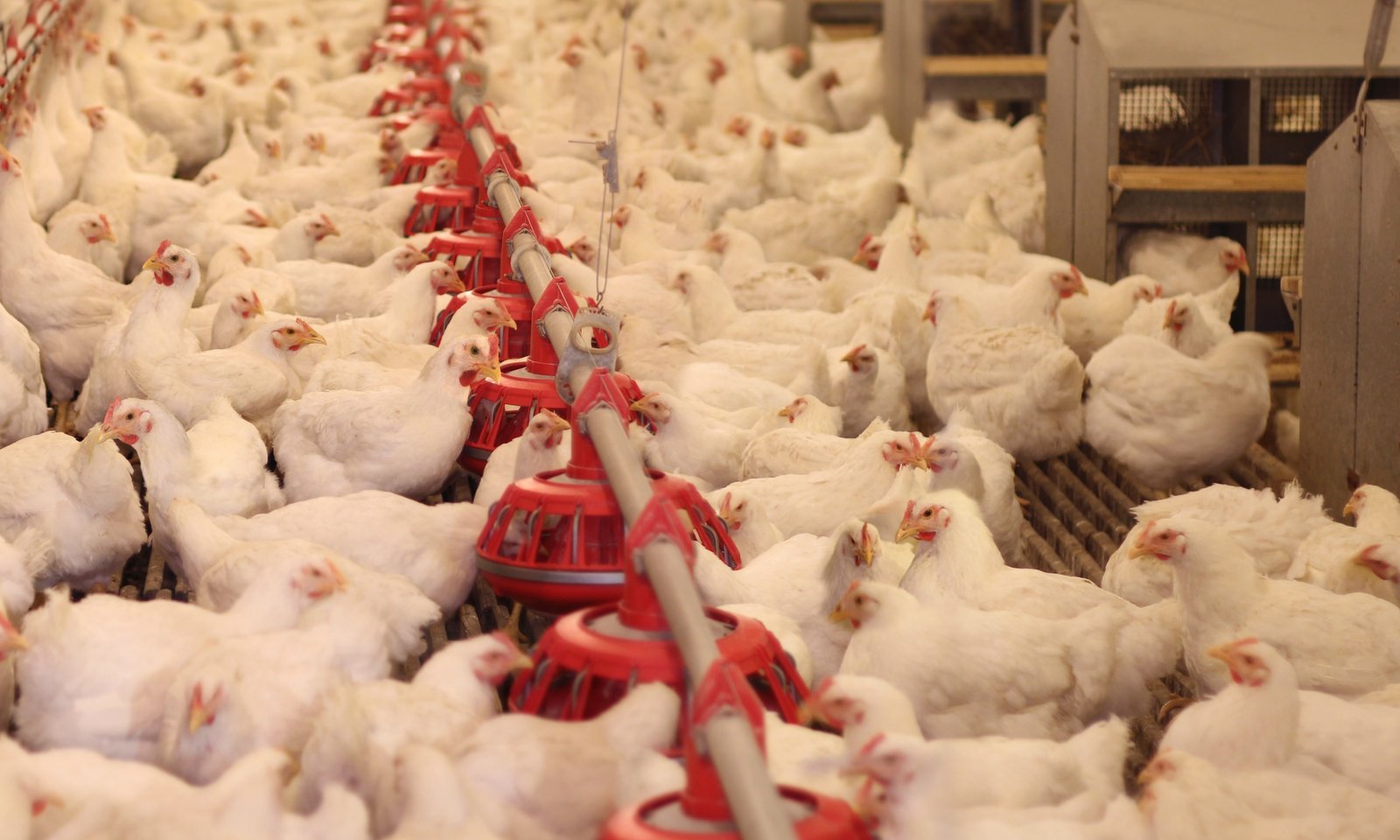 University-of-Georgia__84451-2